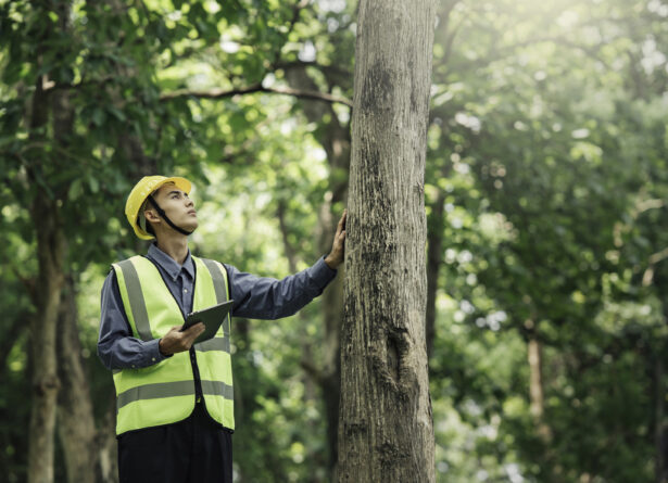 Male Environmental Engineer in a green safety vest and a yellow helmet, inspecting a tree in the midst of a forest.