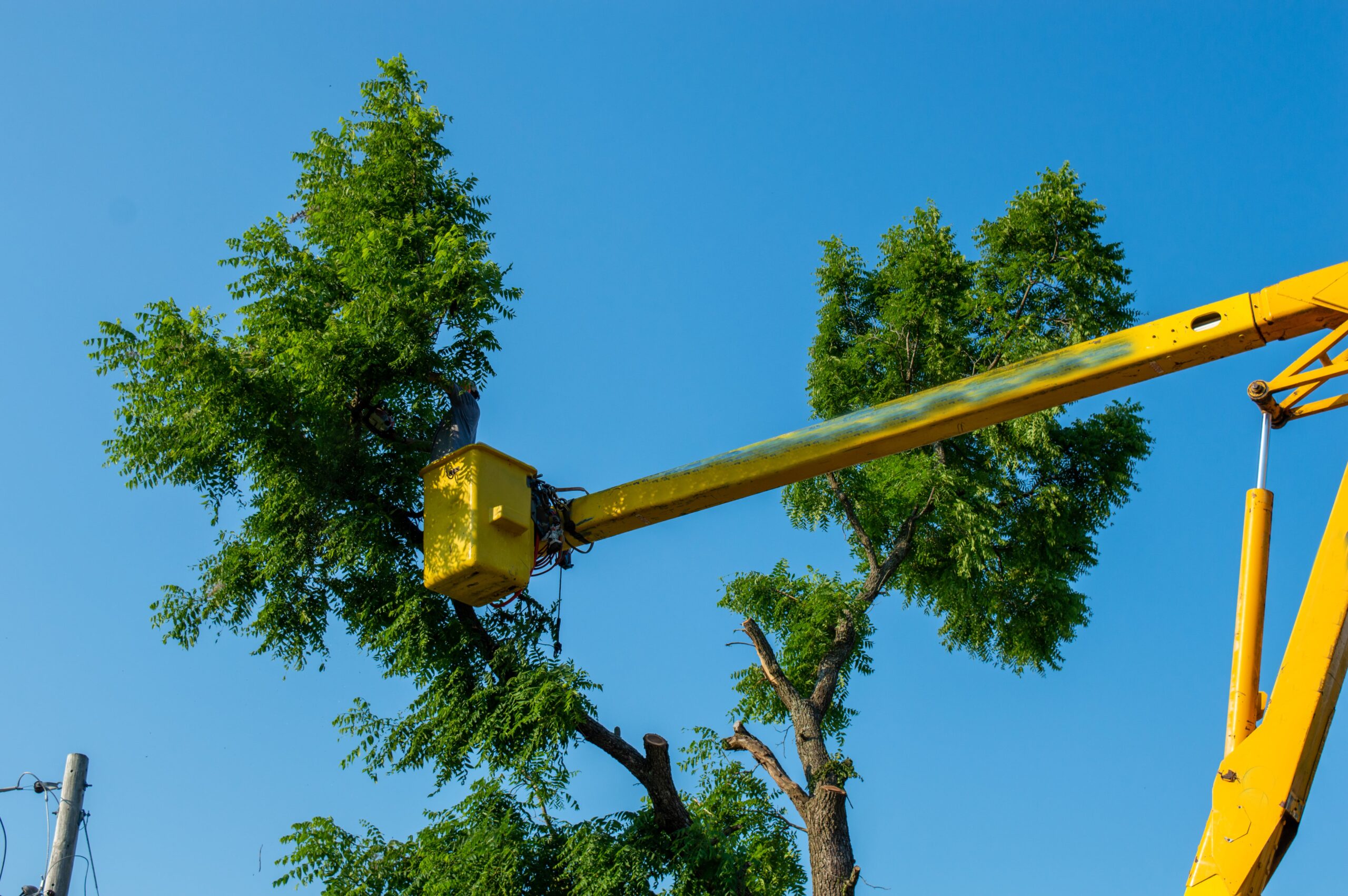 Local Trees The Art of Arboriculture: Why Trees Matter in Our Texas Communities ...