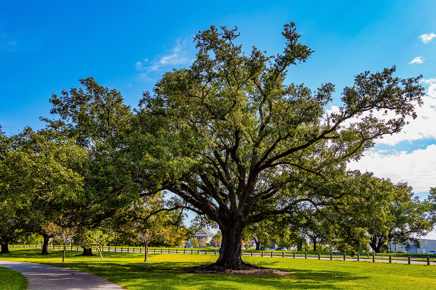 Acadia Trees: How to Take Care of These Trees in Texas - Holcomb Tree