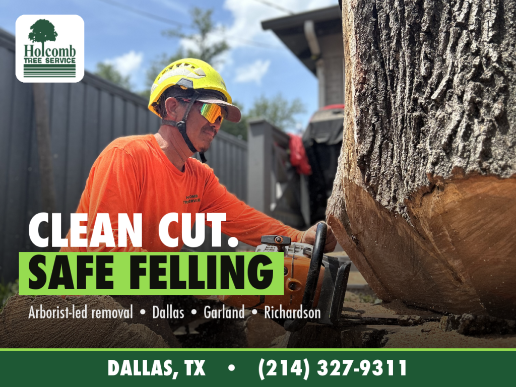 Holcomb_1_Clean_Cut_Felling
