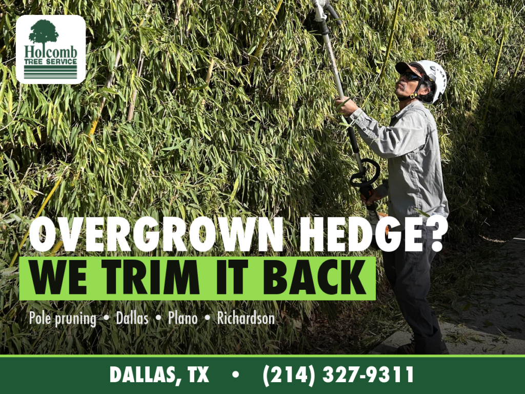 Holcomb_1_Hedge_Trimming