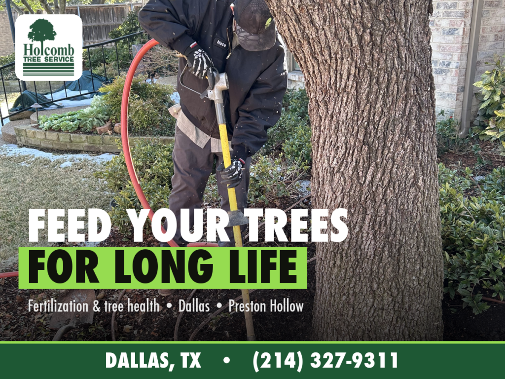 Holcomb_1_Tree_Fertilization