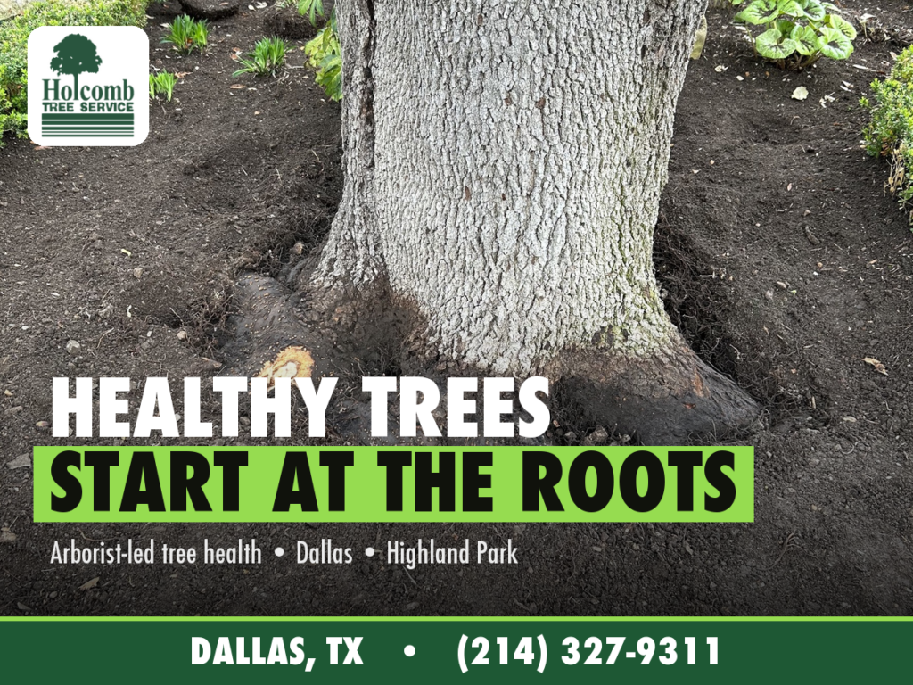 Holcomb_2_Root_Health