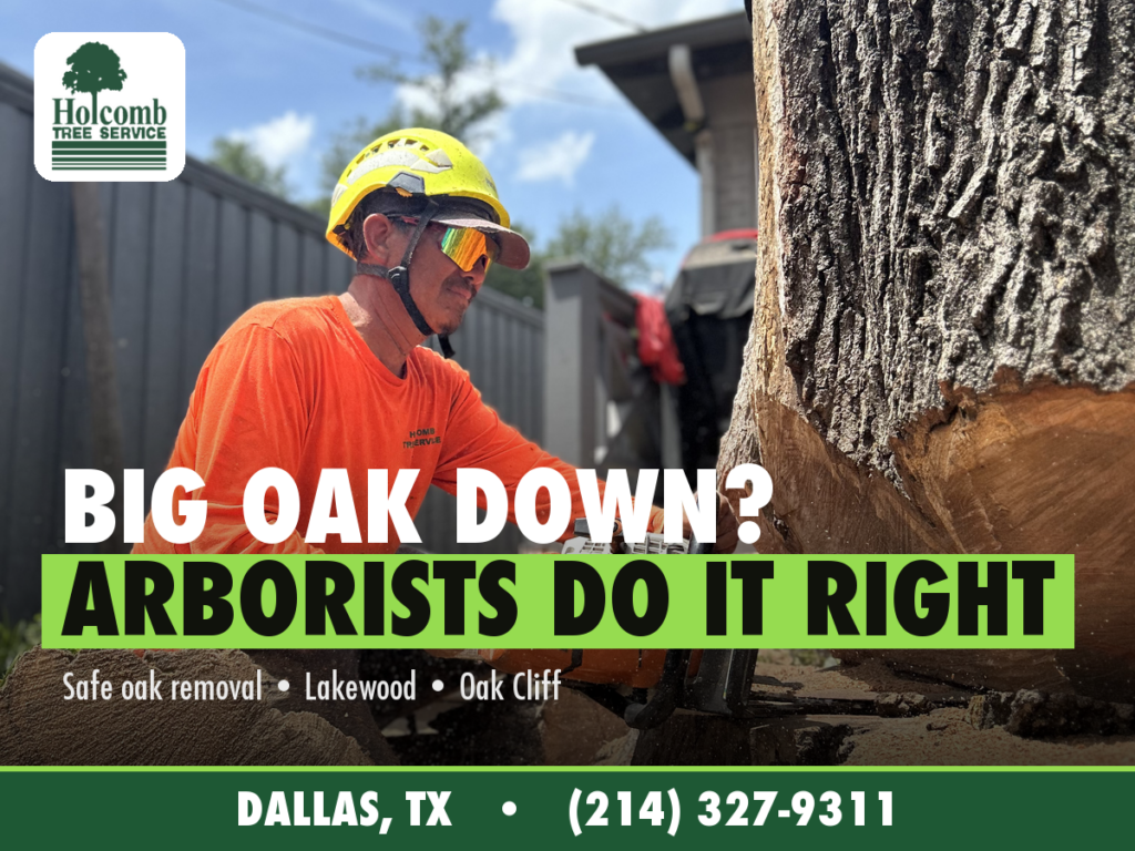 Holcomb_3_Oak_Removal